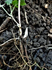 Agrimonia striata