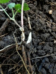 Agrimonia striata