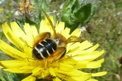 Dasypoda hirtipes