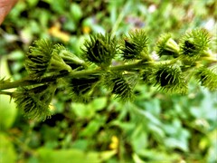 Agrimonia striata