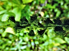 Agrimonia striata