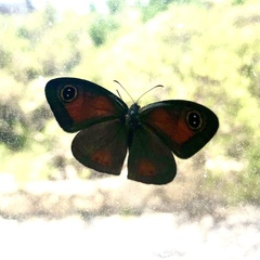 Cassionympha detecta