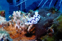 Goniobranchus geometricus