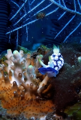 Goniobranchus geometricus