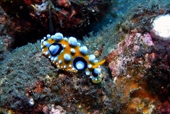 Phyllidia ocellata