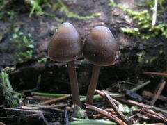 Mycena plumipes