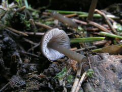 Mycena plumipes
