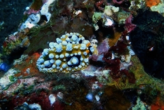 Phyllidia ocellata