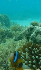 Amphiprion akindynos