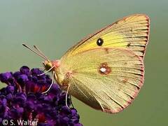 Colias philodice