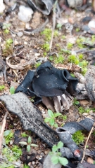 Helvella lacunosa