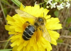 Dasypoda hirtipes