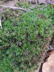 Atrichum undulatum