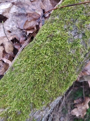 Hypnum cupressiforme