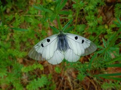 Parnassius mnemosyne