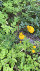 Calceolaria biflora
