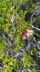 Escallonia rubra