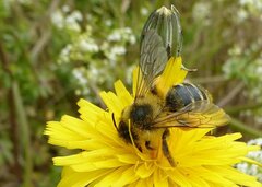 Dasypoda hirtipes