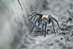 Lasiodora