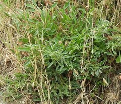 Anthyllis vulneraria