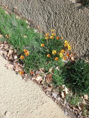Gazania