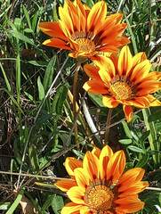 Gazania