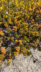 Empetreae