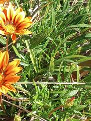 Gazania