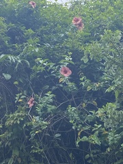 Allamanda