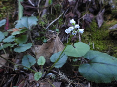 Veronica californica