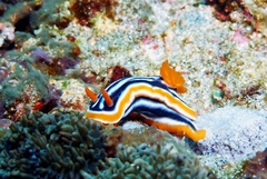 Chromodoris magnifica