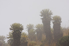 Espeletia hartwegiana