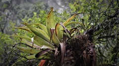 Tillandsia violacea