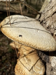 Pseudospongipellis unicolor
