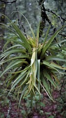 Tillandsia violacea