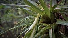 Tillandsia violacea