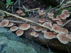 Collybiopsis dichroa