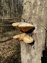 Pseudospongipellis unicolor