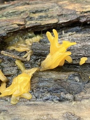 Calocera