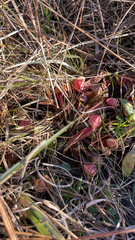 Sarracenia psittacina