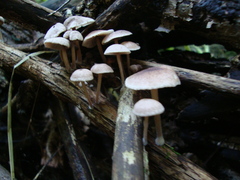 Collybiopsis dichroa