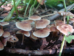 Collybiopsis dichroa