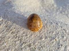 Nerita polita