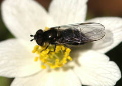 Melangyna pavlovskyi