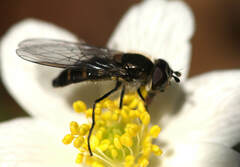 Melangyna pavlovskyi