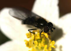 Melangyna pavlovskyi