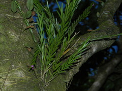 Isochilus linearis