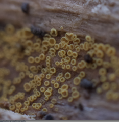 Arachnopeziza trabinelloides