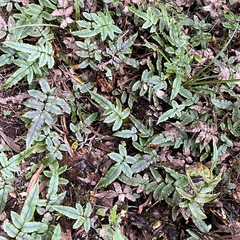 Blechnum procerum