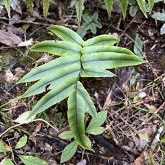 Blechnum procerum